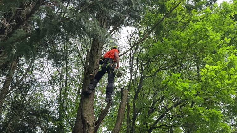 How Our Tree Care Process Works  in Mahopac, NY